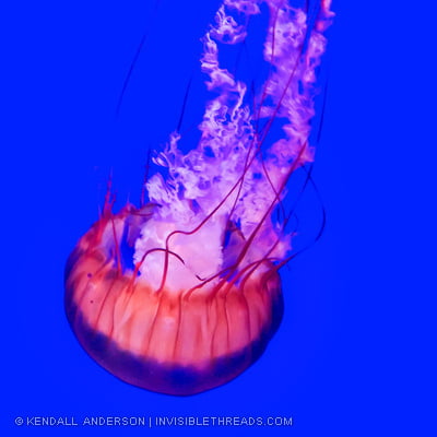 An Orange Jellyfish Takes a Dive | Invisible Threads