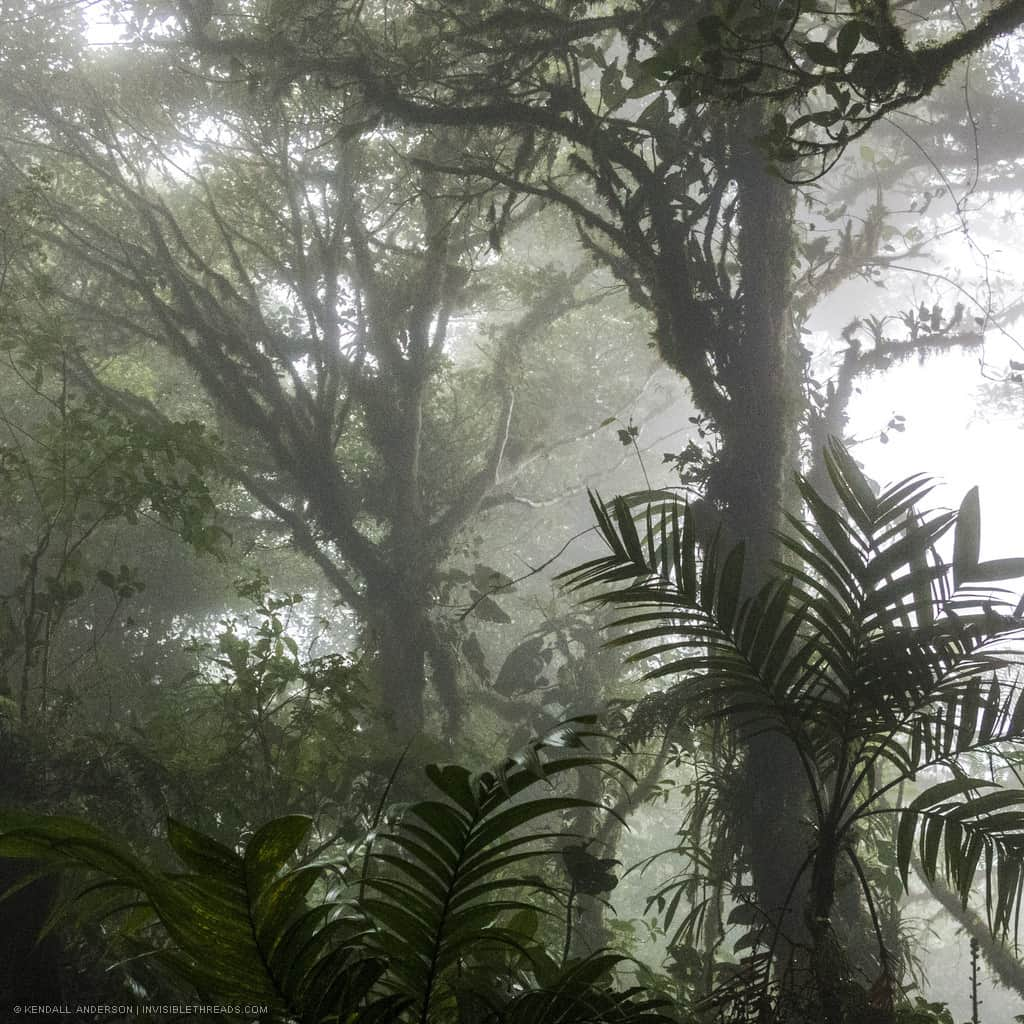 Two trees in the dense, misty cloud forest. Palm leaves and and trees are seen throughout the fog.